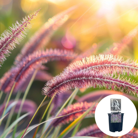 Pennisetum Red Head - 3L [1]
