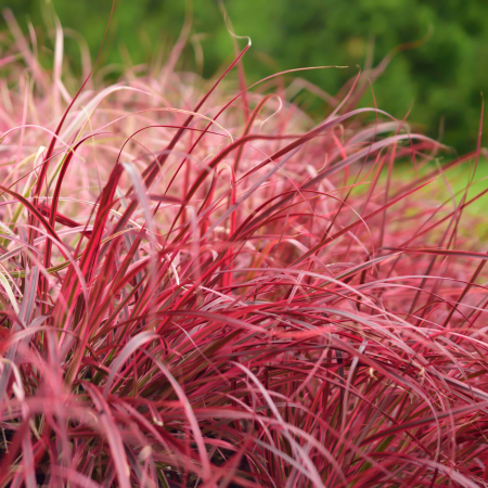 Plante Decorative - Pennisetum FireWorks - 5L