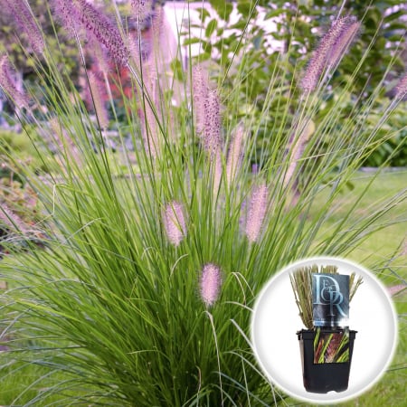 Plante Decorative - Pennisetum Viridescens - 5L