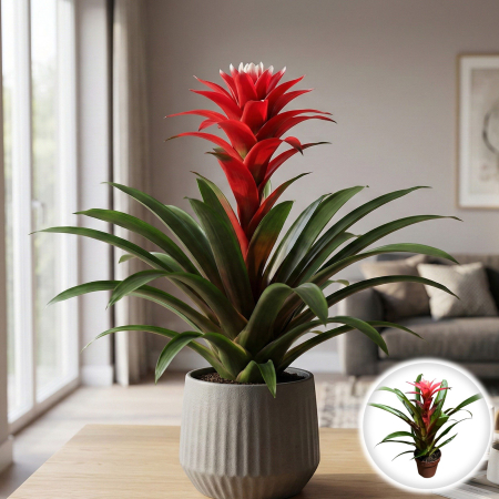 Guzmania - guzmania-libby-bromelie-interior-floare-rosie-pepiniera-sibiu