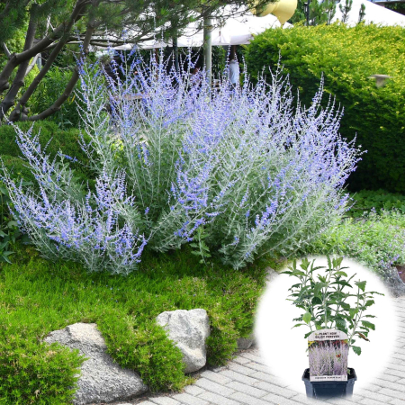 Perovskia - Perovskia Blue Spire - 40cm