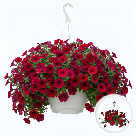 Flori Gradina si Balcon - Petunie curgatoare rosie planta suspendata ghiveci alb 19cm Pepiniera Sibiu
