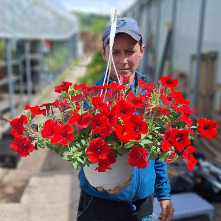 Flori Gradina si Balcon - Petunia Rosie - C4 Agatator