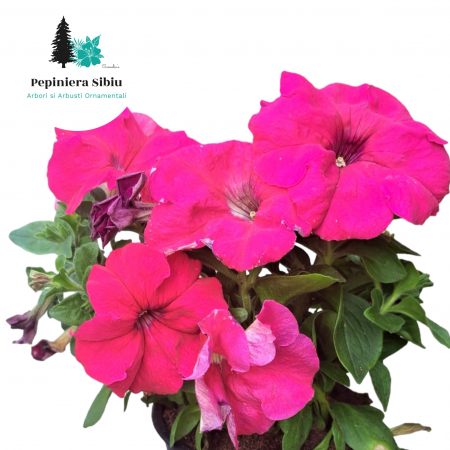 Flori Gradina si Balcon - Petunia - Roz (P12)