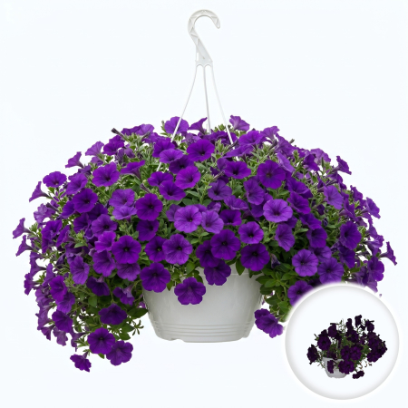 Flori Gradina si Balcon - Petunia Surfinia curgatoare Deep Blue planta suspendata ghiveci alb 19cm Pepiniera Sibiu