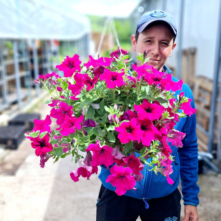 Flori Gradina si Balcon - Petunia Mov - C4 Agatator