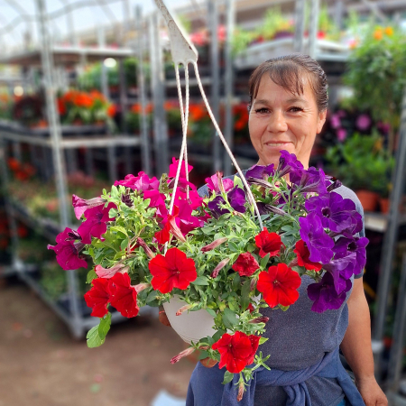 Flori Gradina si Balcon - Petunia MIX 3 Culori - C4 Agatator