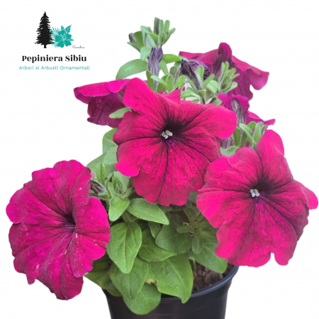 Flori Gradina si Balcon - Petunia - Mov (P12)