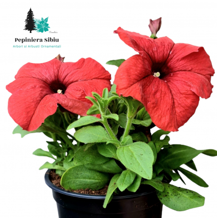 Flori Gradina si Balcon - Petunia - Rosu (P12)