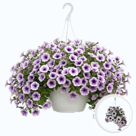 Flori Gradina si Balcon - Petunia Surfinia curgatoare Piccola Blue Ice planta suspendata flori alb-violet ghiveci alb 19cm Pepiniera Sibiu