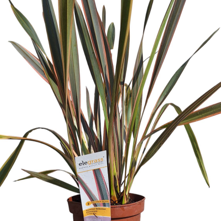 Iarba Decorativa - Phormium T. Sundowner -5L