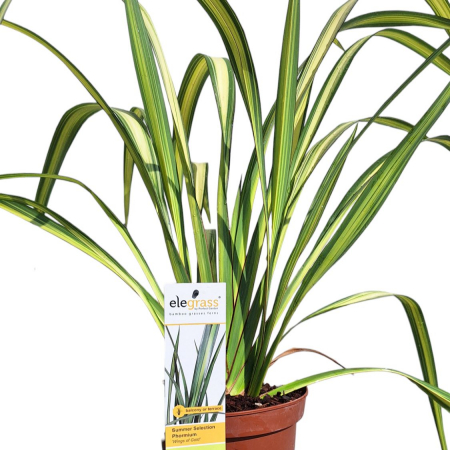 Iarba Decorativa - Phormium T. Wings Gold -5L