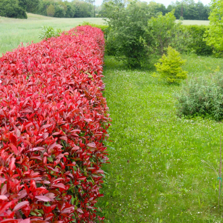 Photinia f. Carre Rouge [1]