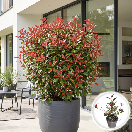 Photinia - photinia-fraseri-little-red-robin-arbust-rosu-pepiniera-sibiu