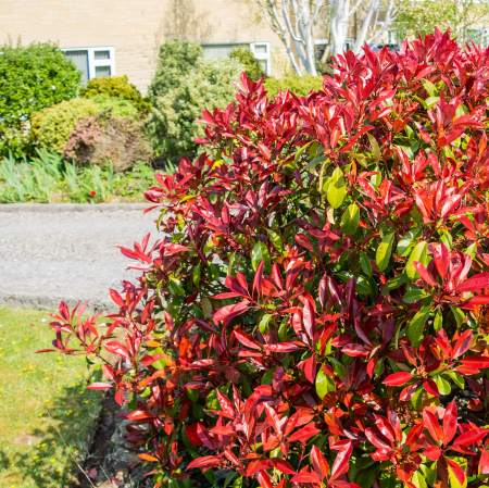 Photinia f. Red Robin 60cm+ [3]