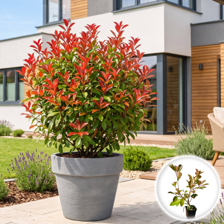Photinia - photinia-fraseri-red-robin-arbust-gard-viu-pepiniera-sibiu