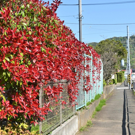 Photinia f. Red Robin 100cm [1]
