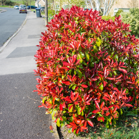 PHOTINIA f. - Mica Robin 30cm+ [1]