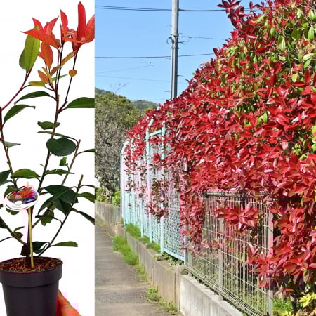 Photinia - Photinia f. Red Robin 100cm