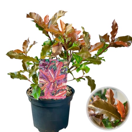 Plante Decorative - Photinia s. Crunchy - 40cm