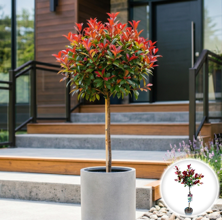 Photinia - photinia-fraseri-little-red-robin-tulpina-pepiniera-sibiu