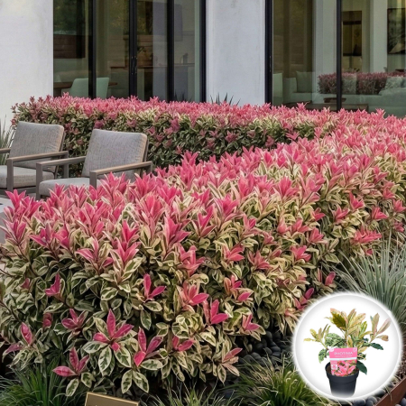 Photinia - photinia-serratifolia-pink-crispy-35cm-pepiniera-sibiu