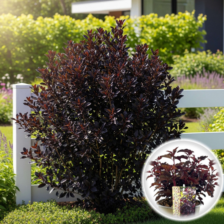 Physocarpus - Physocarpus opulifolius All Black (30cm)