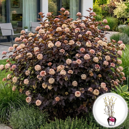 Physocarpus - physocarpus-opulifolius-diable-dor-arbust-purpuriu-pepiniera-sibiu