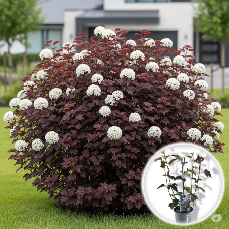 Physocarpus - Physocarpus Op. Diabolo - 60cm+
