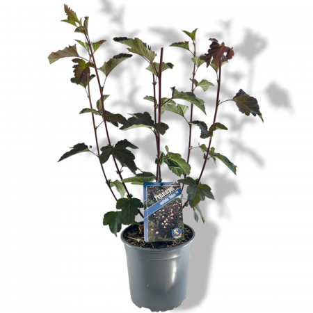 Physocarpus Op. Diabolo - 60cm+ [1]