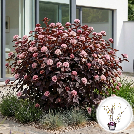 Physocarpus - physocarpus-opulifolius-lady-in-red-arbust-rosu-pepiniera-sibiu