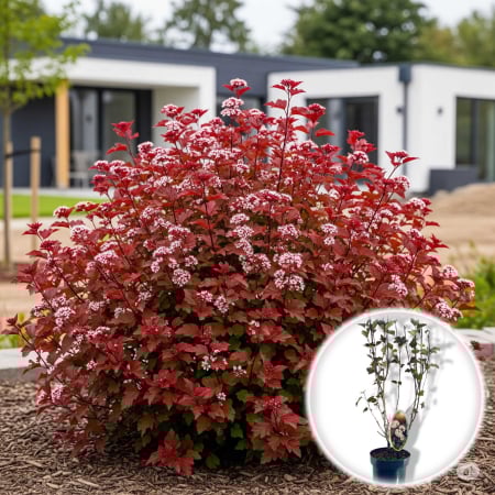 Physocarpus - Physocarpus Op. Red Baron - 60cm+