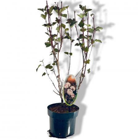 Physocarpus Op. Red Baron - 60cm+ [1]