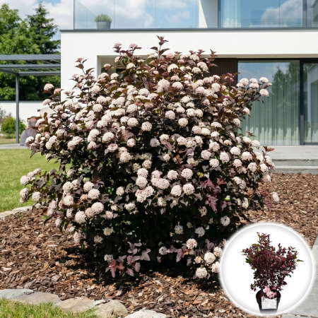 Physocarpus - physocarpus-opulifolius-sweet-cherry-tea-arbust-rosu-pepiniera-sibiu