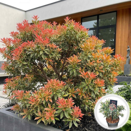 Pieris - pieris-japonica-little-heath-30cm-pepiniera-sibiu