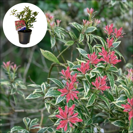 Plante Decorative - Pieris J. - Carnaval 30cm+ (2L)