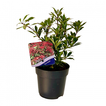 Pieris J. - Carnaval 30cm+ (2L) [1]