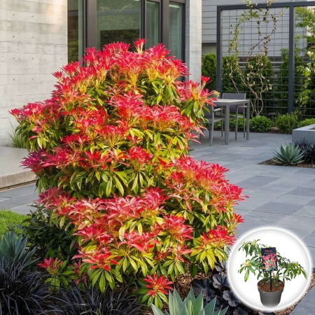 Pieris - pieris-japonica-forest-flame-30cm-pepiniera-sibiu