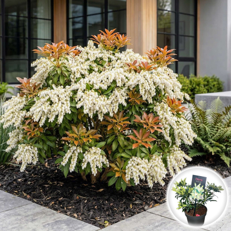 Pieris - pieris-japonica-prelude-30cm-ghiveci-pepiniera-sibiu