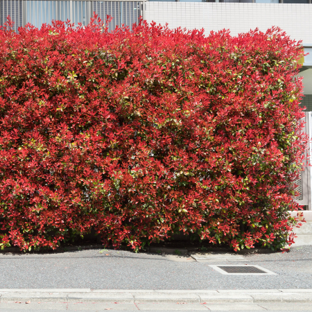 PIERIS J. - Mountain Fire 30cm+ (2L) [2]