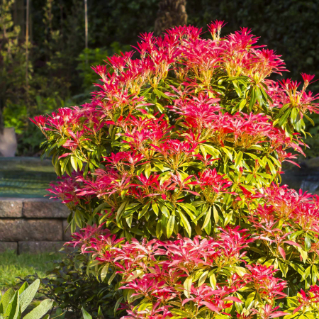 Plante Decorative - Pieris J. Forest Flame - 2L