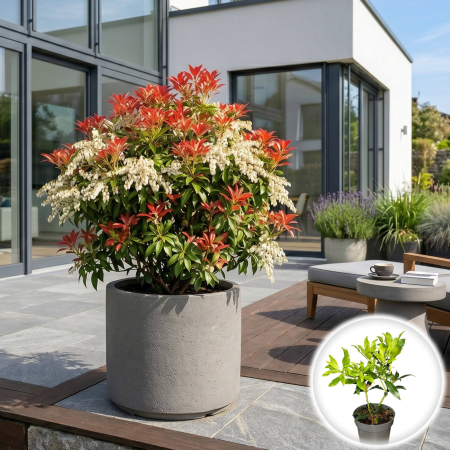 Pieris - pieris-japonica-forest-flame-arbust-acidofil-pepiniera-sibiu