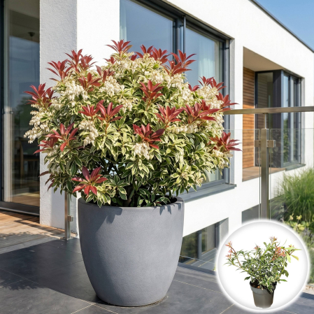 Pieris - pieris-japonica-little-heath-arbust-peren-variegat-pepiniera-sibiu