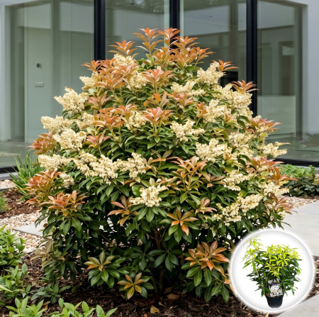 Pieris - pieris-japonica-brouwers-beauty-arbust-acidofil-pepiniera-sibiu