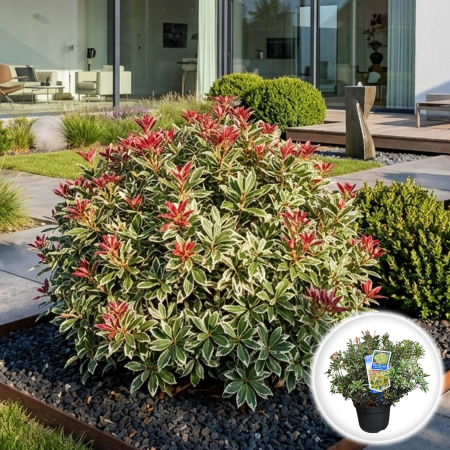 Pieris - pieris-japonica-little-frosty-arbust-variegat-pepiniera-sibiu