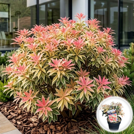 Pieris - pieris-japonica-flaming-silver-arbust-acidofil-pepiniera-sibiu