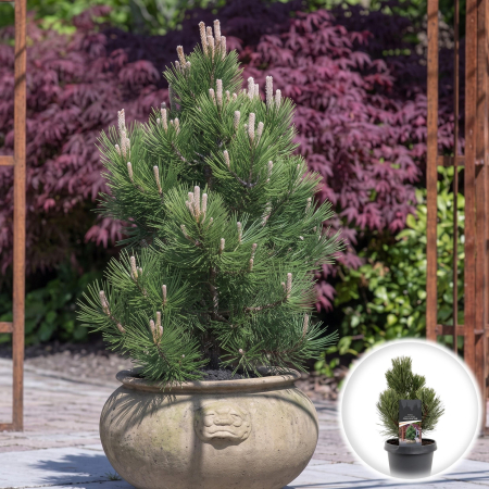 Pin (Pinus) - pinus-heldreichii-compact-gem-conifer-pitic-pepiniera-sibiu