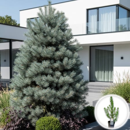Plante Decorative - Pin Silver Crest - 45cm