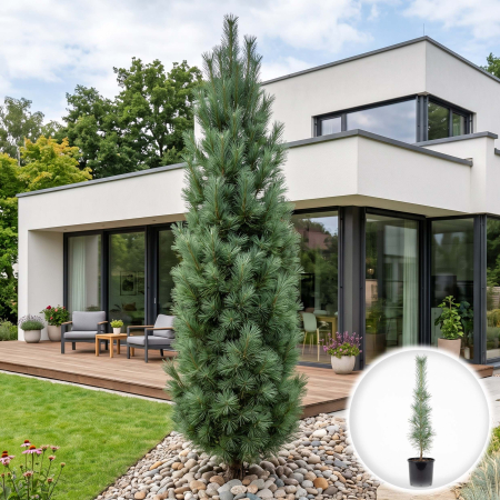 Pin (Pinus) - pinus-strobus-stowe-pillar-conifer-columnar-pepiniera-sibiu