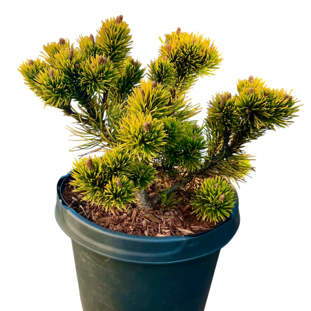 pinus-mugo-carstens-wintergold-conifer-auriu-iarna-pepiniera-sibiu [1]